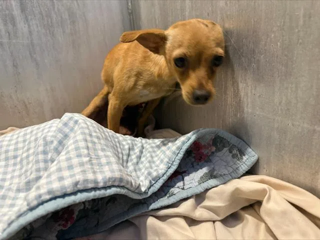 A young small-sized male Chihuahua dog named Jake for adoption in San Antonio, TX