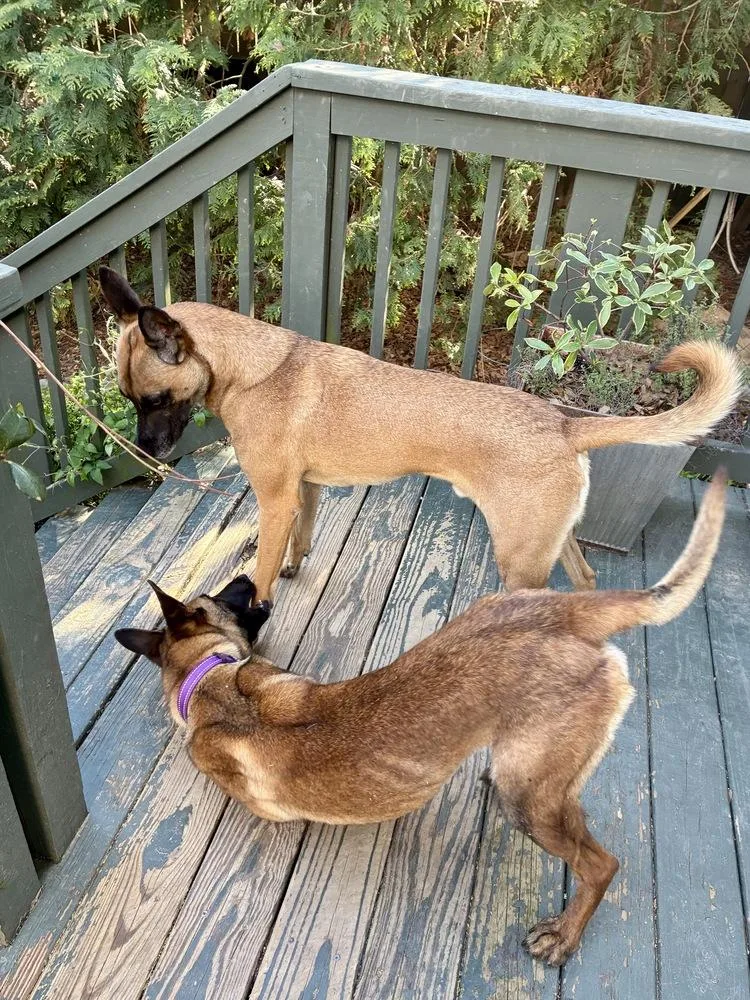 A young medium-sized female Tricolor (Brown, Black, & White) Belgian Shepherd / Malinois dog named Priscilla Located in for adoption in Imlay City, MI