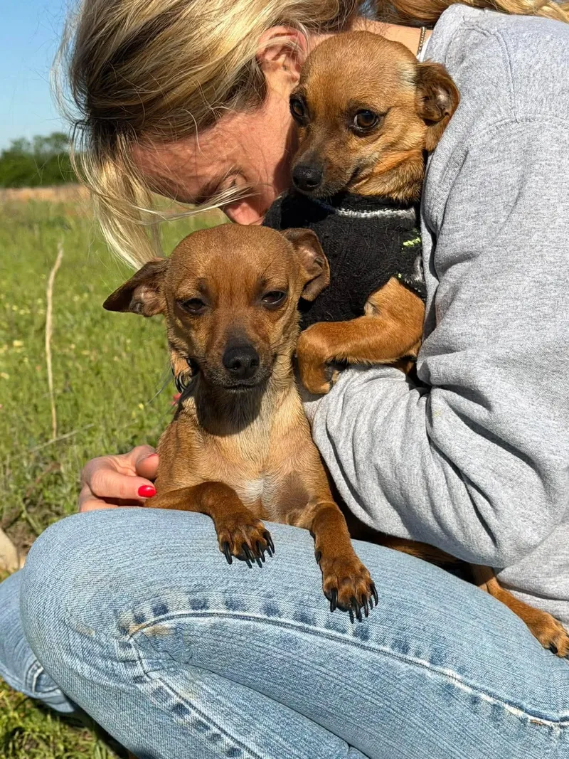 A young small-sized male Brown / Chocolate Chihuahua dog named Crash & Eddie for adoption in Sadler, TX