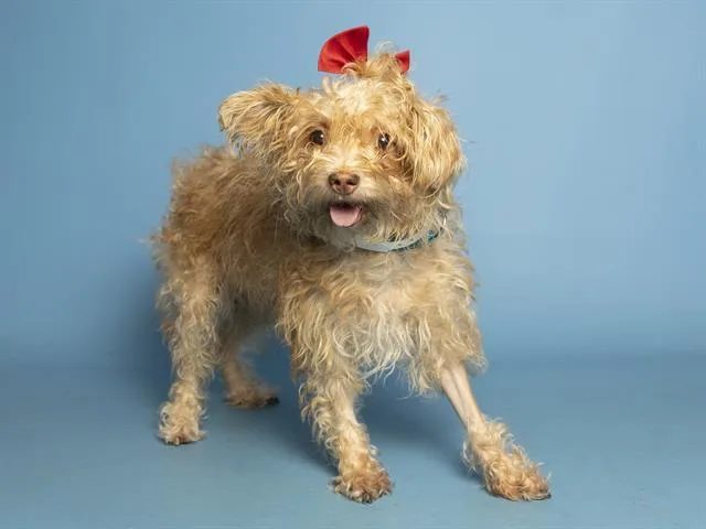 Dorothy