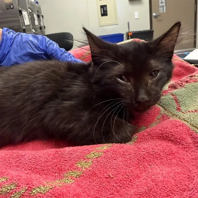 A baby small-sized male Domestic Short Hair cat named Obsidian for adoption in Ontario, CA