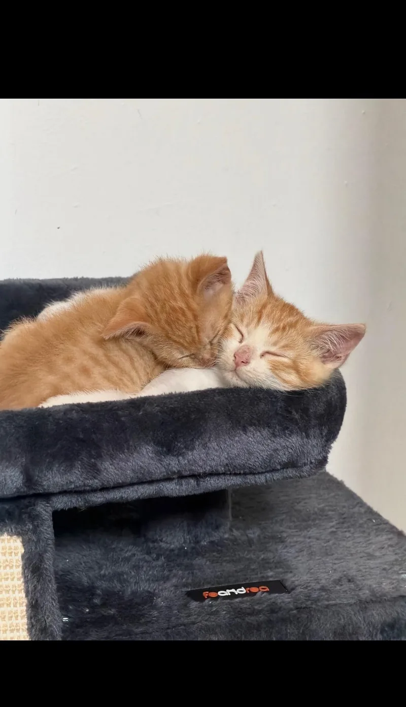 Curry And Turmeric thumbnail 2