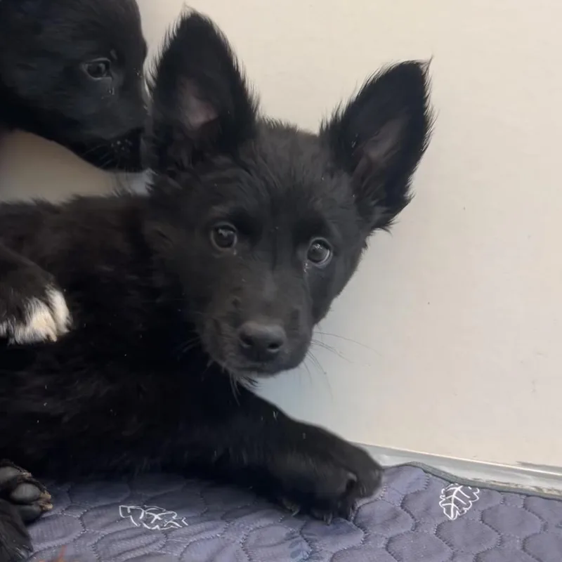 Lady Floof thumbnail 2