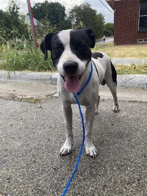A young large-sized male Mixed Breed dog named Cookie for adoption in Dallas, TX