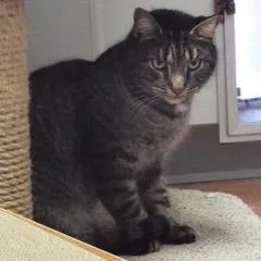 Pony Boy thumbnail 2