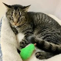 Pony Boy thumbnail 3