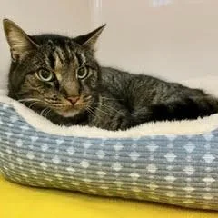 Pony Boy thumbnail 4