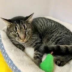 Pony Boy thumbnail 5