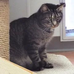 Pony Boy thumbnail 6