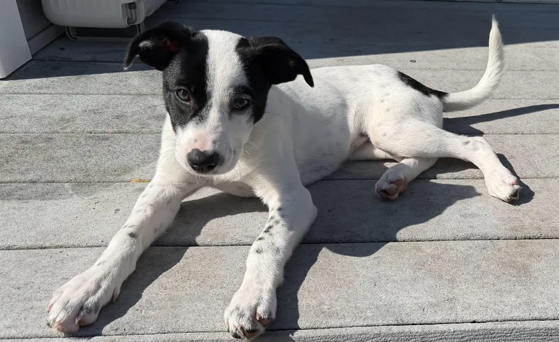 A baby medium-sized female White / Cream Border Collie dog named Chappy for adoption in Plainfield, IL