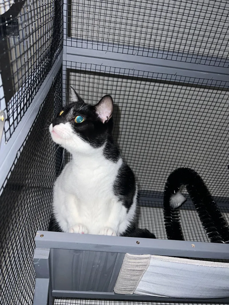 An adult medium-sized male Black & White / Tuxedo Domestic Short Hair cat named Sam for adoption in Kissimmee, FL