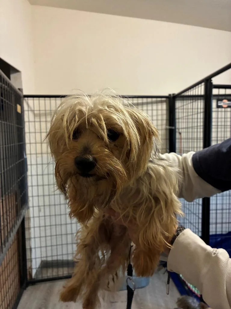 An adult small-sized female Yorkshire Terrier dog named Trixie for adoption in Thompson Falls, MT