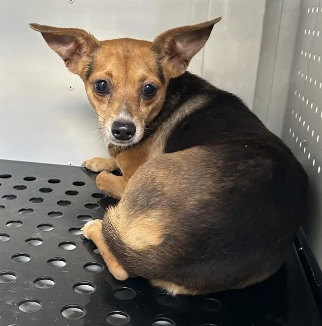 An adult medium-sized female Chihuahua dog named Laica for adoption in Miami, FL