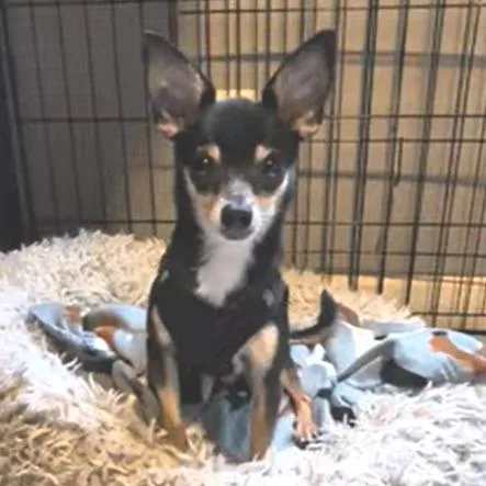 An adult small-sized male Black Chihuahua dog named Blackjack for adoption in Romeoville, IL