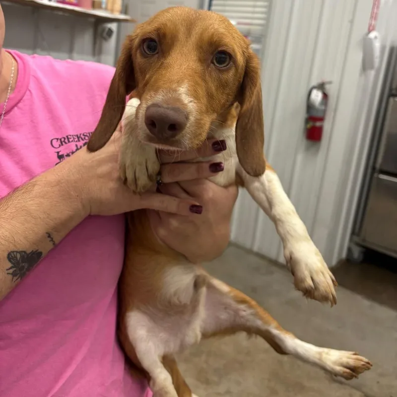 An adult small-sized male Dachshund dog named Jake from State Farm for adoption in Corbin, KY