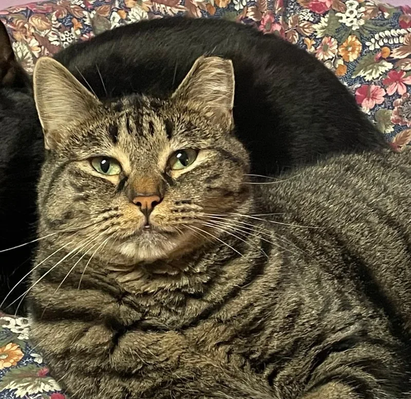 An adult medium-sized female Domestic Short Hair cat named Ivy for adoption in Westfield, NY