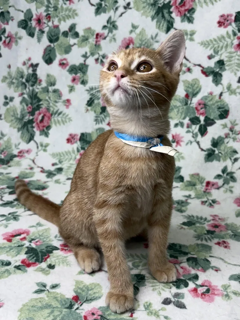 A young medium-sized male Domestic Short Hair cat named Van Gogh for adoption in Wetumpka, AL