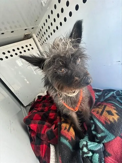 A young small-sized female Border Terrier dog named Kisha for adoption in Sacramento, CA