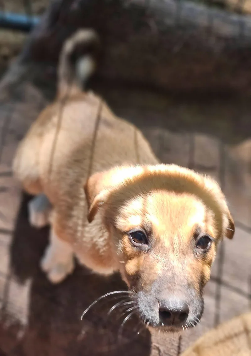 A young medium-sized male Apricot / Beige Great Pyrenees dog named Lemon for adoption in Fort Payne, AL
