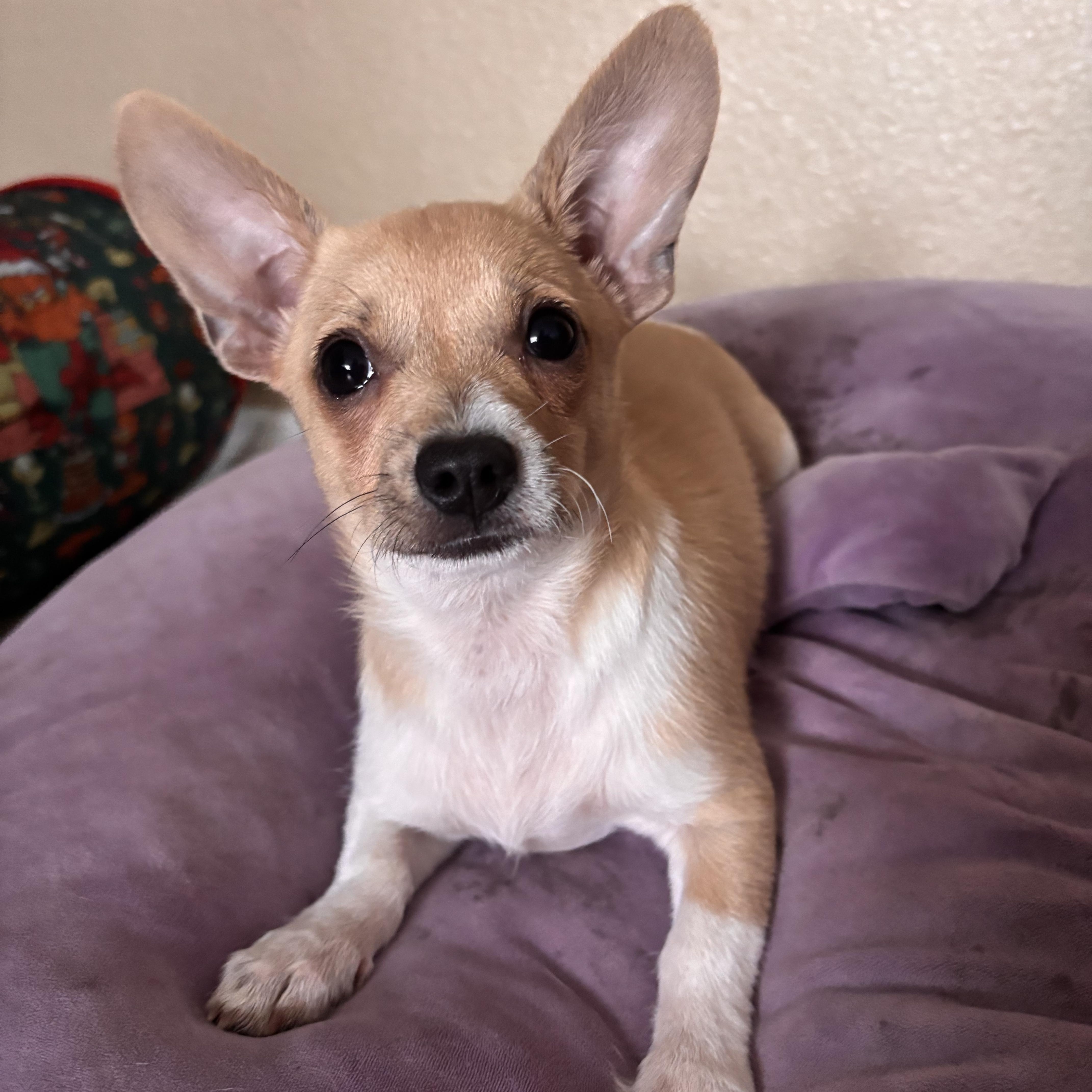 A baby small-sized female Terrier dog named Rachel for adoption in El Cajon, CA