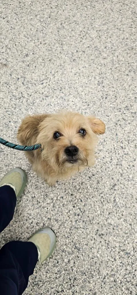 A senior small-sized male Terrier dog named Benji for adoption in Athens, TN
