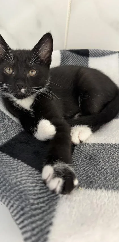 A baby small-sized male Domestic Short Hair cat named Troy for adoption in Venice, FL
