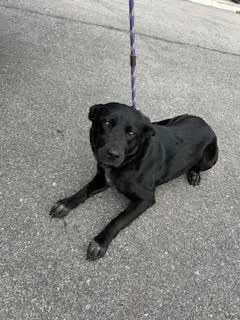 Persephone thumbnail 2