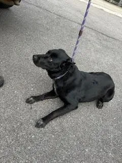 Persephone thumbnail 3