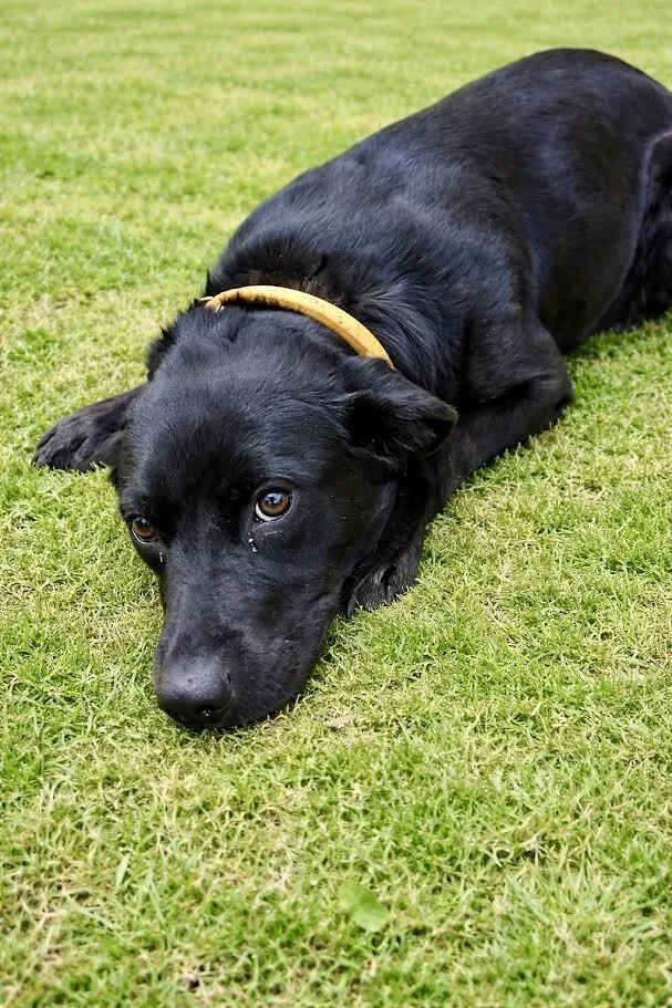 Persephone thumbnail 4