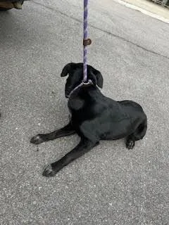 Persephone thumbnail 5