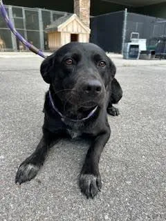 Persephone thumbnail 6