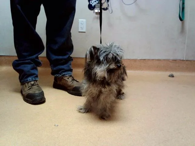 An adult small-sized male Terrier dog named Tiago for adoption in Martinez, CA