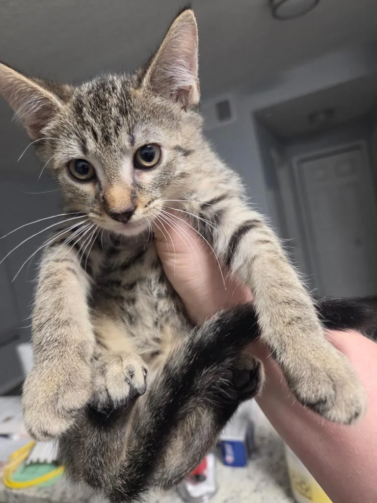 A baby medium-sized male Domestic Short Hair cat named Rhode for adoption in Tampa, FL