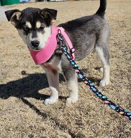 Sergeant Moodymcsnuggle