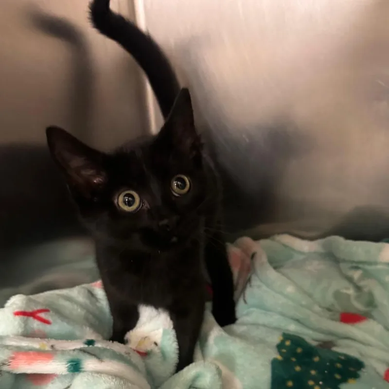 A baby small-sized male Black Domestic Short Hair cat named Crab Rangoon for adoption in York, PA