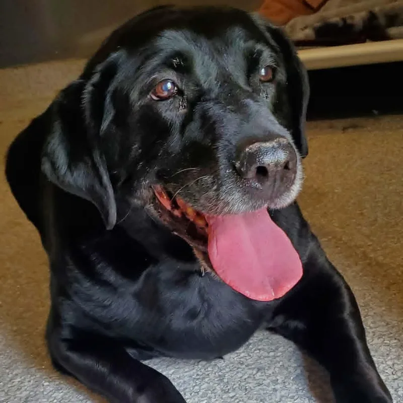 A senior large-sized female Black Labrador Retriever dog named Avery for adoption in Hutchinson, MN