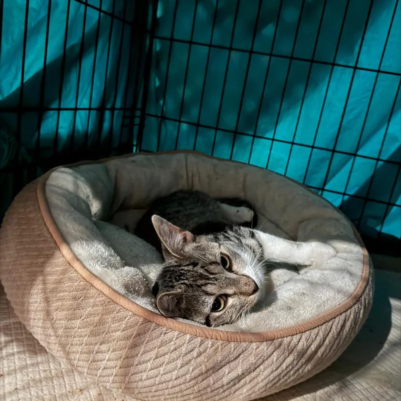 A young medium-sized female Gray / Blue / Silver Domestic Short Hair cat named Addilyn for adoption in Middle Village, NY