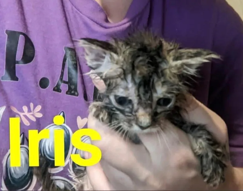 Iris thumbnail 2