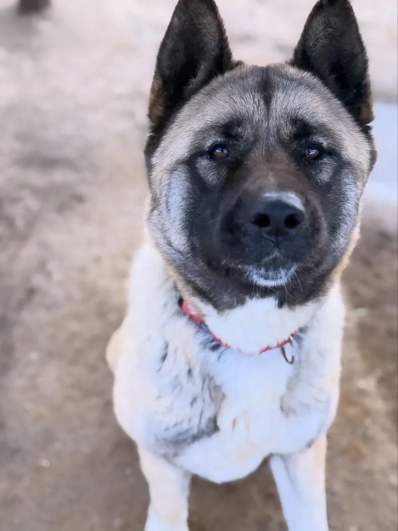 A young medium-sized female Akita dog named Zara for adoption in Romoland, CA