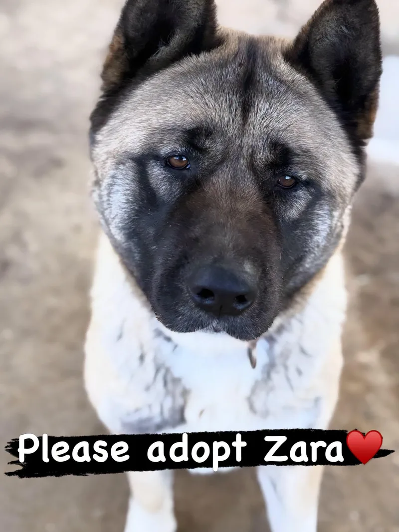 Zara thumbnail 3