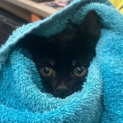 A baby small-sized male Domestic Short Hair cat named Curly for adoption in Cincinnati, OH