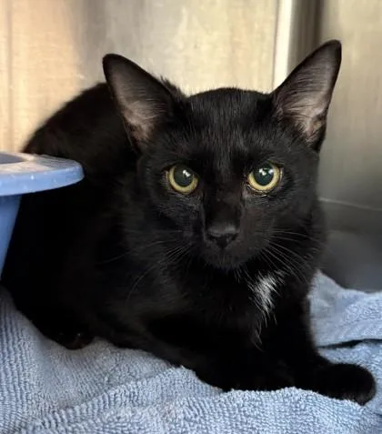 A young small-sized female Domestic Short Hair cat named Nightshade for adoption in Savannah, GA