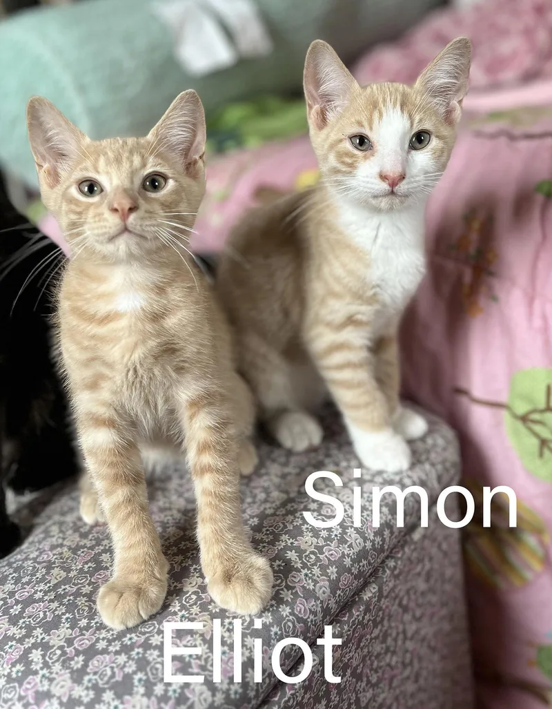 A baby medium-sized male Buff & White Domestic Short Hair cat named Elliot & Simon for adoption in Hudson, NY