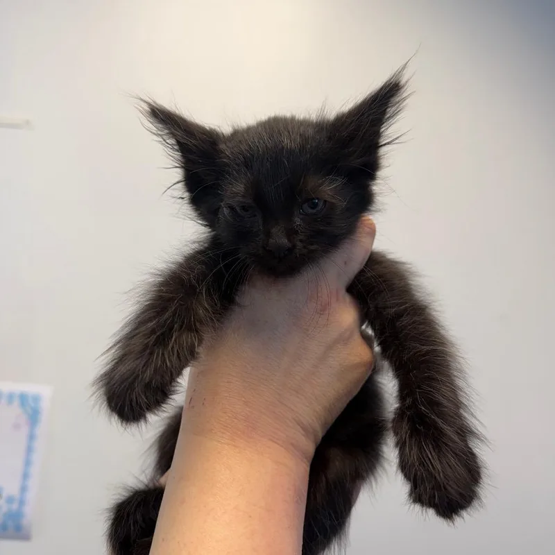 A baby small-sized female Black Domestic Short Hair cat named Winky Wendy for adoption in Austin, TX