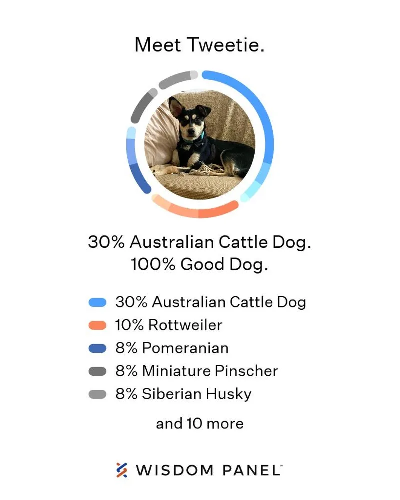 A baby medium-sized female Australian Cattle Dog / Blue Heeler dog named Tweetie for adoption in Noble, OK