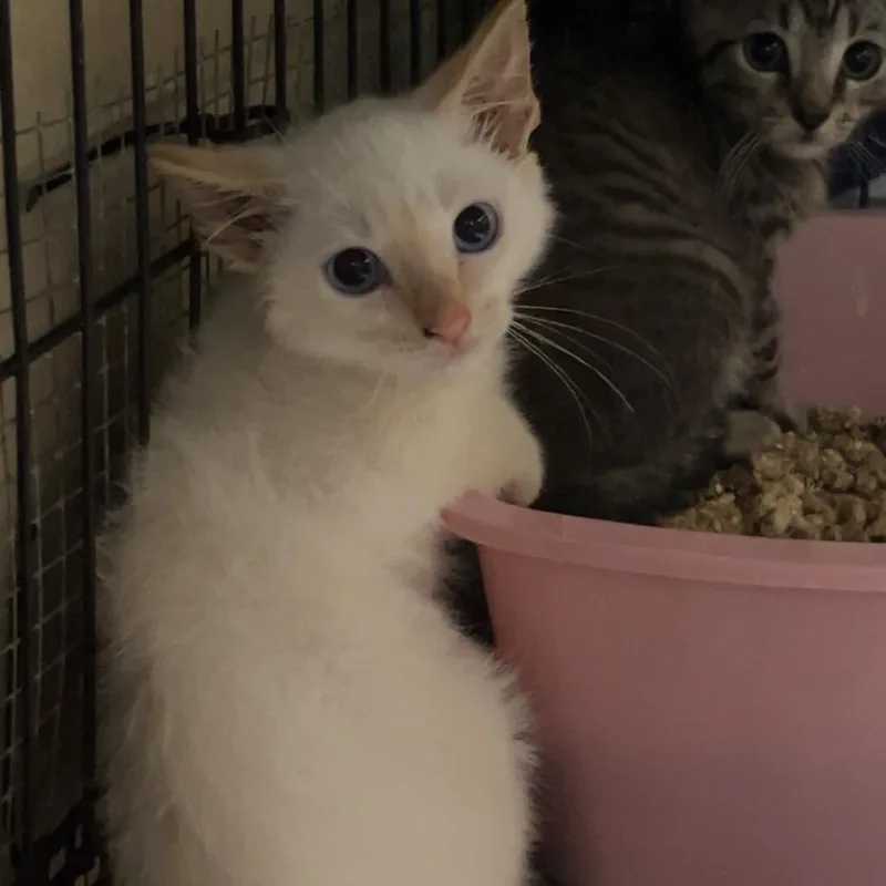 A baby small-sized male Flame Point Domestic Short Hair cat named Smith for adoption in Monroeville, AL
