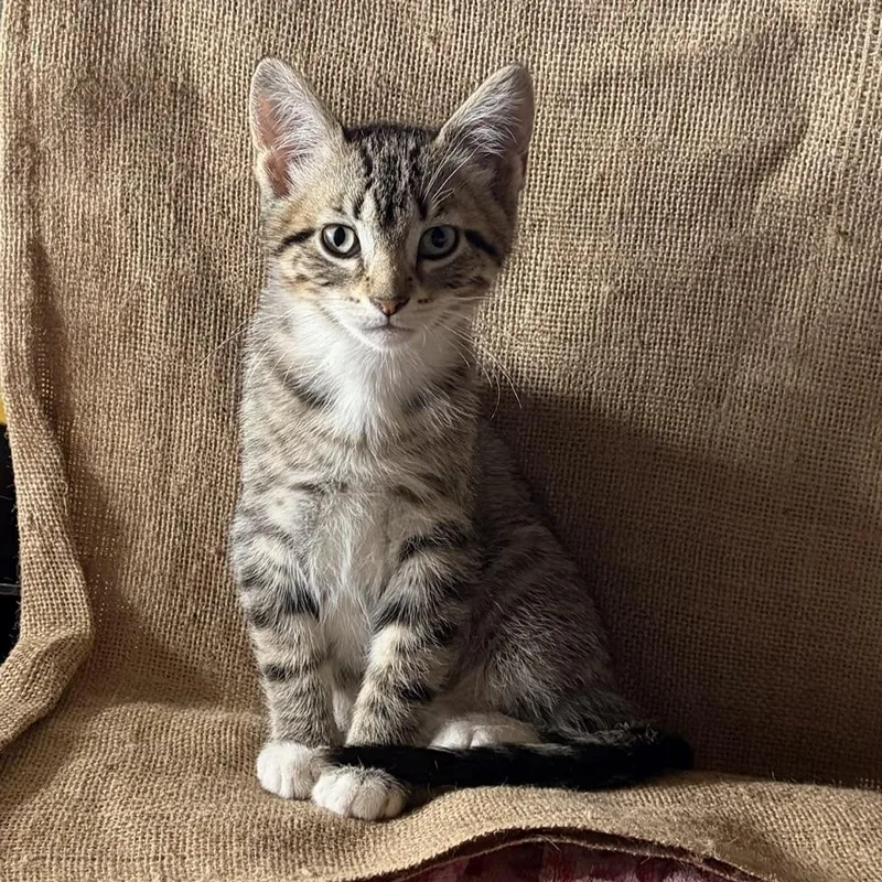 A baby medium-sized female Tabby cat named Berta for adoption in Dickinson, ND