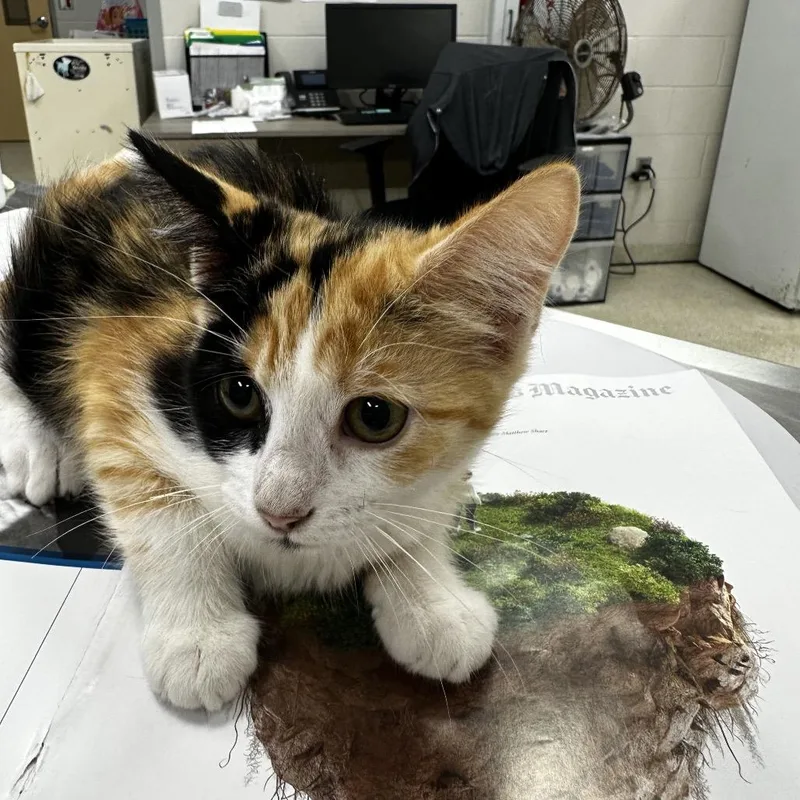A baby small-sized female Black Domestic Short Hair cat named Cleo for adoption in Jacksonville, FL