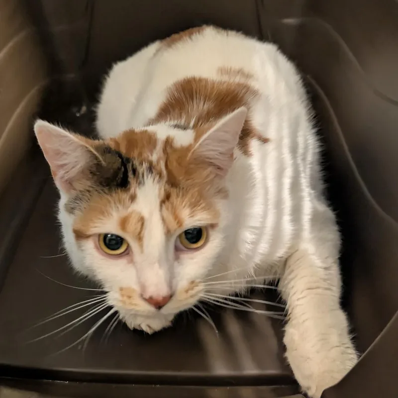 Ms.elise thumbnail 2