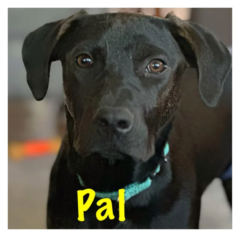 Pal